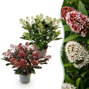 thumbnail_6000-1208.jpg Skimmia japonica Duo - Bloem Wit & Rood - 15+ Bloemen - 2 Planten - Winterhard