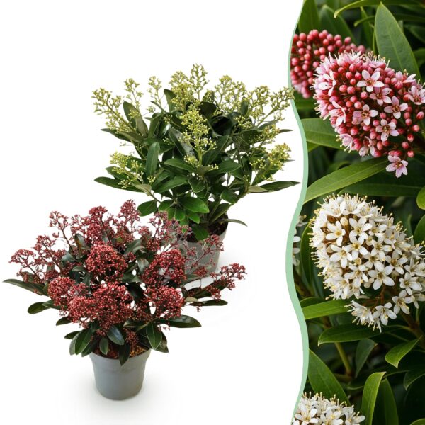 thumbnail_6000-1208.jpg Skimmia japonica Duo - Bloem Wit & Rood - 15+ Bloemen - 2 Planten - Winterhard