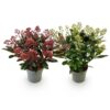 Skimmia japonica Duo - Bloem Wit & Rood - 15+ Bloemen - 2 Planten - Winterhard