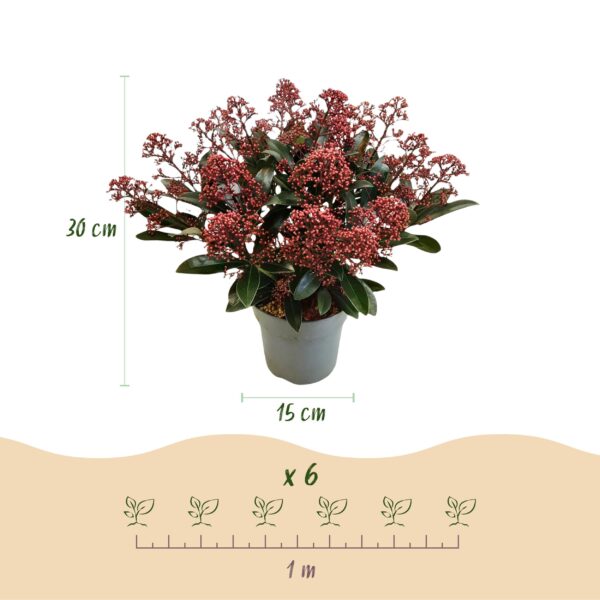 thumbnail_6000-1210.jpg Skimmia japonica Duo - Bloem Wit & Rood - 15+ Bloemen - 2 Planten - Winterhard