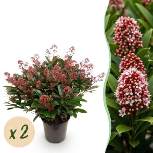 thumbnail_6000-1230.jpg Skimmia japonica Rubella - Bloem Rood - 40+ Bloemen - 2 Plant - Winterhard