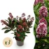 Skimmia japonica Rubella - Bloem Rood - 10+ Bloemen - 3 Planten - Winterhard