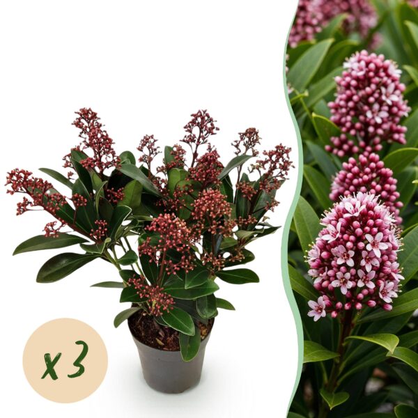 Skimmia japonica Rubella - Bloem Rood - 10+ Bloemen - 3 Planten - Winterhard