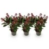 Skimmia japonica Rubella - Bloem Rood - 10+ Bloemen - 3 Planten - Winterhard