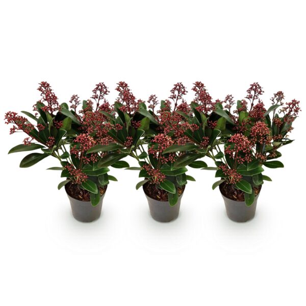 Skimmia japonica Rubella - Bloem Rood - 10+ Bloemen - 3 Planten - Winterhard