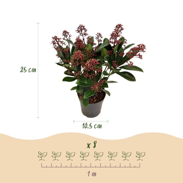 Skimmia japonica Rubella - Bloem Rood - 10+ Bloemen - 3 Planten - Winterhard