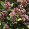 Skimmia japonica Rubella - Bloem Rood - 10+ Bloemen - 3 Planten - Winterhard