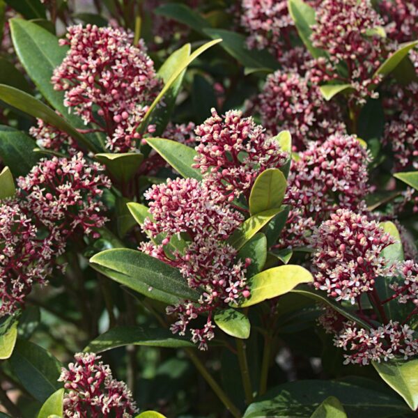 Skimmia japonica Rubella - Bloem Rood - 10+ Bloemen - 3 Planten - Winterhard