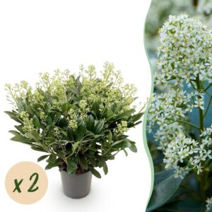 thumbnail_6000-1252.jpg Skimmia japonica Finchy - Bloem Wit - 40+ Bloemen - 2 Plant - Winterhard