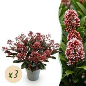 thumbnail_6000-1263.jpg Skimmia japonica Rubella - Boem Rood - 15+ Bloemen - 3 Planten - Winterhard