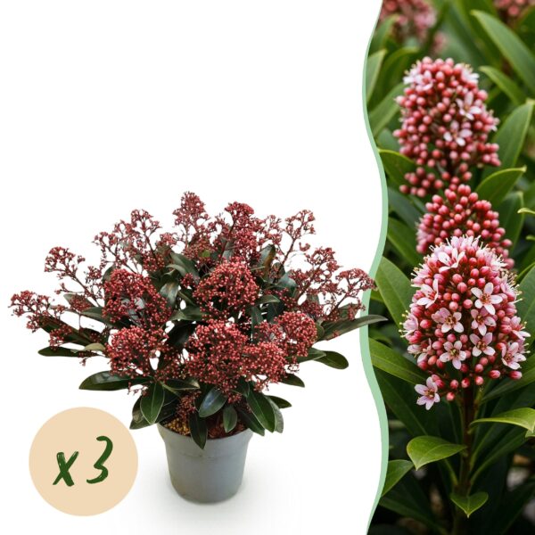 thumbnail_6000-1263.jpg Skimmia japonica Rubella - Boem Rood - 15+ Bloemen - 3 Planten - Winterhard