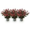 Skimmia japonica Rubella - Boem Rood - 15+ Bloemen - 3 Planten - Winterhard