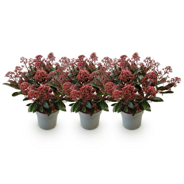 thumbnail_6000-1264.jpg Skimmia japonica Rubella - Boem Rood - 15+ Bloemen - 3 Planten - Winterhard