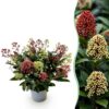 Skimmia japonica Festival - Bloem Wit & Rood - 15+ Bloemen - Winterhard