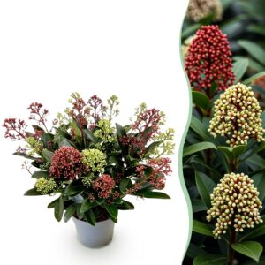thumbnail_6000-1274.jpg Skimmia japonica Festival - Bloem Wit & Rood - 15+ Bloemen - Winterhard