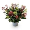 Skimmia japonica Festival - Bloem Wit & Rood - 15+ Bloemen - Winterhard