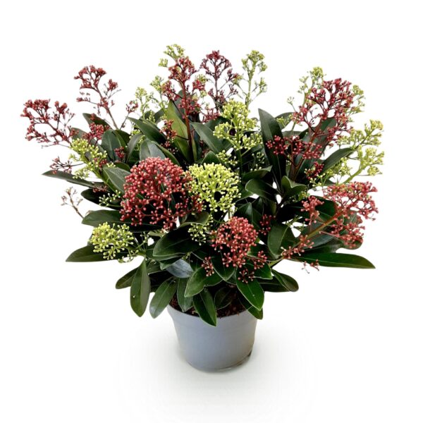 thumbnail_6000-1275.jpg Skimmia japonica Festival - Bloem Wit & Rood - 15+ Bloemen - Winterhard