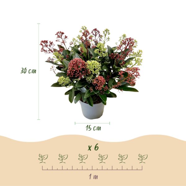 thumbnail_6000-1276.jpg Skimmia japonica Festival - Bloem Wit & Rood - 15+ Bloemen - Winterhard