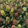 Skimmia japonica Festival - Bloem Wit & Rood - 15+ Bloemen - Winterhard