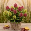 Skimmia japonica Festival - Bloem Wit & Rood - 15+ Bloemen - Winterhard
