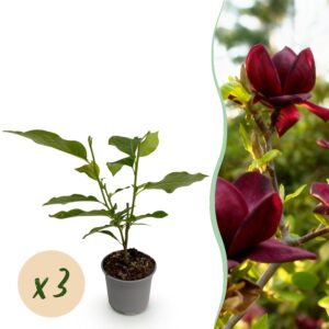 thumbnail_6000-1285.jpg Magnolia Genie - Bloem Paars - 3 Planten - Bladverliezend - Weinig Onderhoud