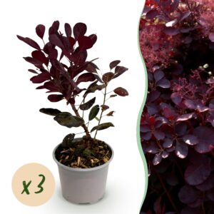 thumbnail_6000-1295.jpg Cotinus coggyria Lilla - Paars 3 Planten - Bladverliezend - Weinig Onderhoud
