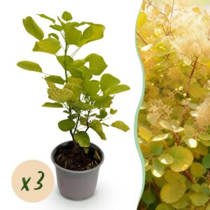 thumbnail_6000-1305.jpg Cotinus coggyria Golden Spirit - Geel - 3 Planten - Bladverliezend - Weinig Onderhoud
