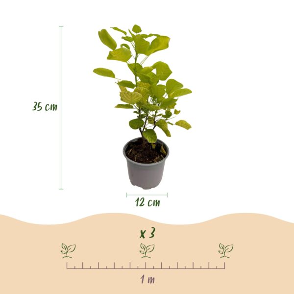 Cotinus coggyria Golden Spirit - Geel - 3 Planten - Bladverliezend - Weinig Onderhoud