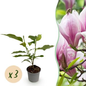 thumbnail_6000-1315.jpg Magnolia George Henry Kern - Bloem Roze - 3 Planten - Bladverliezend - Weinig Onderhoud