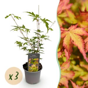 thumbnail_6000-1325.jpg Acer palmatum Sangokaku - Groen - 3 Planten - Bladverliezend - Weing Onderhoud