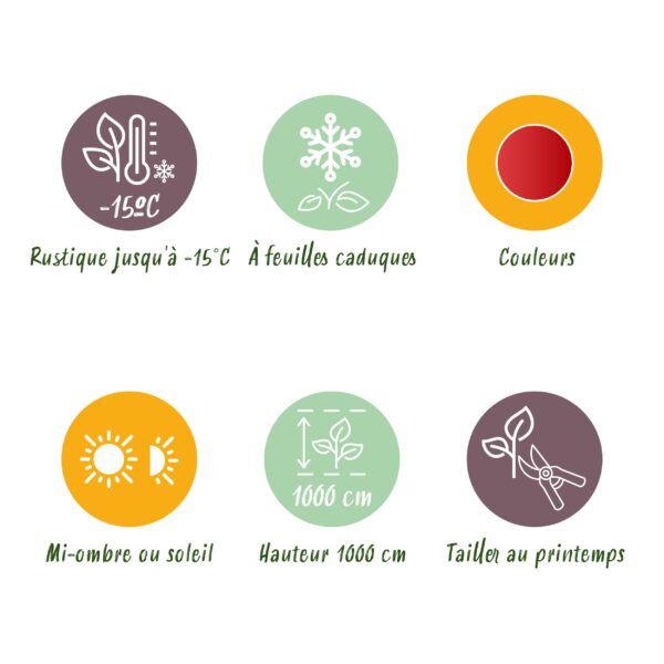 thumbnail_6000-1355.jpg Cercidiphyllum japonicum - Groen 3 Planten - Bladverliezend - Weinig Onderhoud