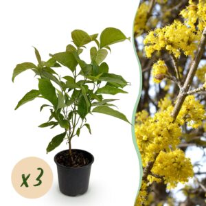 thumbnail_6000-1358.jpg Cornus mas - Bloem Geel - 3 Planten - Bladverliezend - Weinig Onderhoud