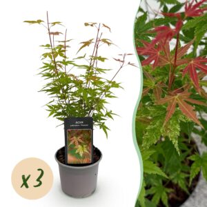 thumbnail_6000-1369.jpg Acer palmatum Phoenix - Roze - 3 Planten - Bladverliezend - Weinig Onderhoud
