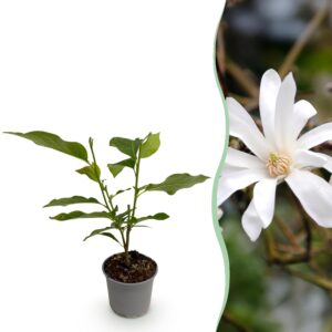 thumbnail_6000-1391.jpg Magnolia stellata - Bloem Wit - Bladverliezend - Weinig Onderhoud
