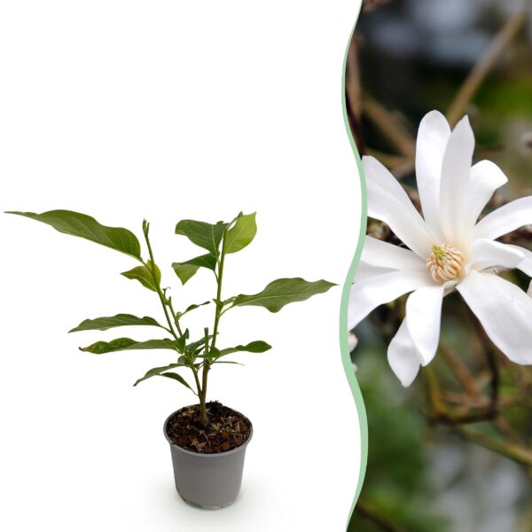 thumbnail_6000-1391.jpg Magnolia stellata - Bloem Wit - Bladverliezend - Weinig Onderhoud