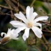 Magnolia stellata - Bloem Wit - Bladverliezend - Weinig Onderhoud