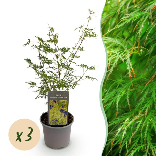 Acer palmatum Emerald Lace - Groen - 3 Planten - Bladverliezend - Weinig Onderhoud