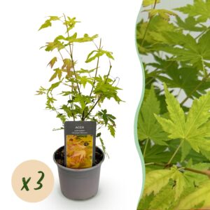 thumbnail_6000-1413.jpg Acer palmatum Orange Dream - Oranje - 3 Planten - Bladverliezend - Weinig Onderhoud