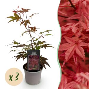 thumbnail_6000-1424.jpg Acer palmatum Atropurpureum - Paars - 3 Planten - Blad verliezend - Weinig Onderhoud