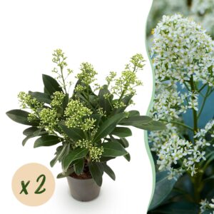 thumbnail_6000-143.jpg Skimmia japonica Finchy - Bloem Wit - 10+ Bloemen - 2 Planten - Winterhard