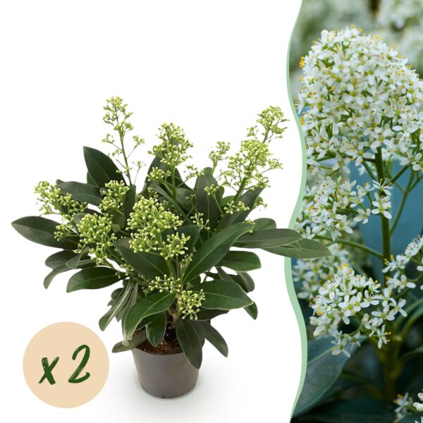 thumbnail_6000-143.jpg Skimmia japonica Finchy - Bloem Wit - 10+ Bloemen - 2 Planten - Winterhard