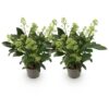 Skimmia japonica Finchy - Bloem Wit - 10+ Bloemen - 2 Planten - Winterhard