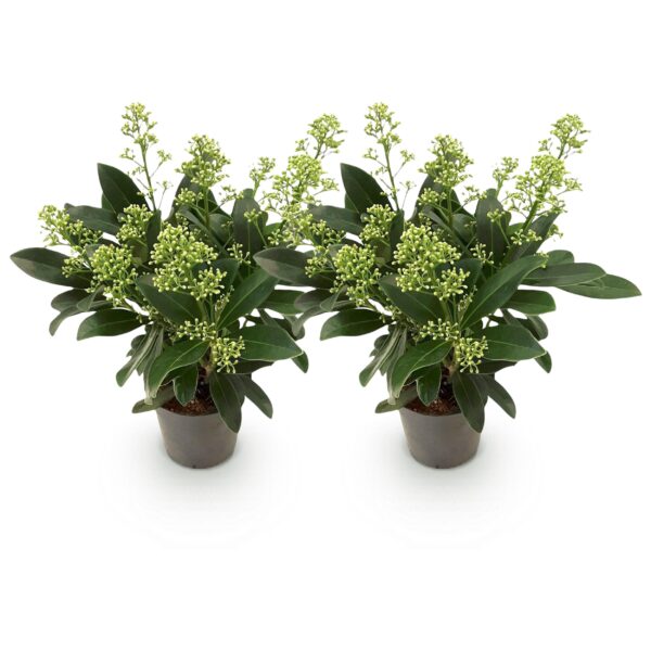 thumbnail_6000-144.jpg Skimmia japonica Finchy - Bloem Wit - 10+ Bloemen - 2 Planten - Winterhard