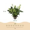 Skimmia japonica Finchy - Bloem Wit - 10+ Bloemen - 2 Planten - Winterhard