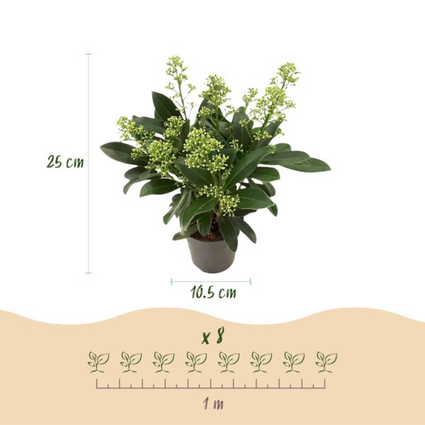 thumbnail_6000-145.jpg Skimmia japonica Finchy - Bloem Wit - 10+ Bloemen - 2 Planten - Winterhard