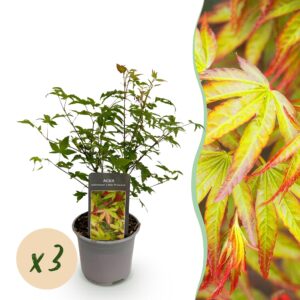 thumbnail_6000-1457.jpg Acer palmatum Little Princess - Groen - 3 Planten - Bladverliezend - Weinig Onderhoud