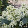 Skimmia japonica Finchy - Bloem Wit - 10+ Bloemen - 2 Planten - Winterhard