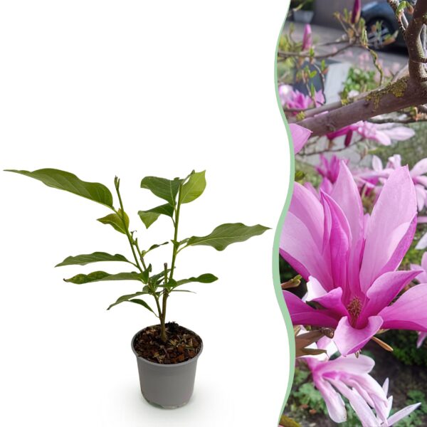 thumbnail_6000-1468.jpg Magnolia Susan - Bloem Paars - Bladverliezend - Weinig Onderhoud