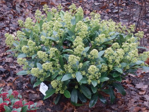 thumbnail_6000-147.jpg Skimmia japonica Finchy - Bloem Wit - 10+ Bloemen - 2 Planten - Winterhard