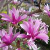 Magnolia Susan - Bloem Paars - Bladverliezend - Weinig Onderhoud